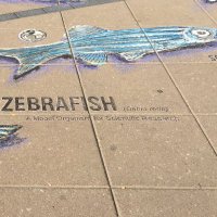 ZebrafishJobs(@ZebrafishJobs) 's Twitter Profile Photo