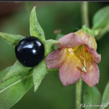 Beethoven, books & solitude. Gaia Hypothesis/Daisyworld (Lovelock/Watson) opened my eyes.