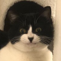 猫奴隷 (@indigokawa) 's Twitter Profile Photo 猫奴隷 (@indigokawa) 's Twitter Profile Photo