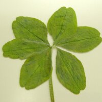 月東湊 (@minato_getto) Twitter profile photo