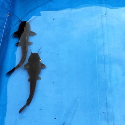 wijaya478's profile picture. kadang waras kadang edan |  freedom of hearts   |... | sarkasme |  satire 
|  rasis