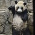 I♥Pandas (@dcnativepanda) Twitter profile photo I♥Pandas (@dcnativepanda) Twitter profile photo