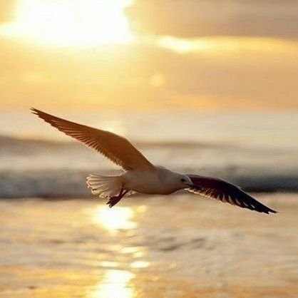 Eng_mahmoudly's profile picture. 