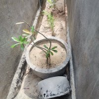 Tinh Pham ❤️ Memecoin (@tinhpha56045253) 's Twitter Profile