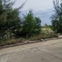 Ngoc Pham ❤️ Memecoin (@ngocpha558) 's Twitter Profile