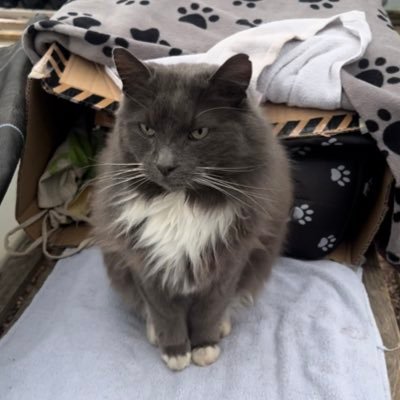 I’m Thomas and I’m a stray cat being cared for at an allotment. Although I’m happy and loved at the allotment, one day l’d like my own home to live in.