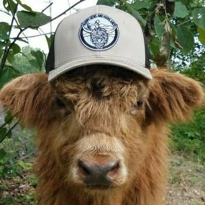 DailyCattle Profile Picture