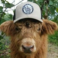 Daily Cows ★(@DailyCattle) 's Twitter Profile Photo