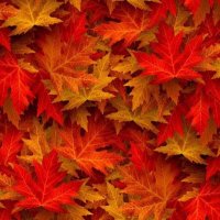 🍁 Кленовий Сироп 🍁 (@sgi_twt) 's Twitter Profile