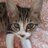 友菜は猫になりたいのアイコン