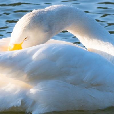 🇯🇵⛩️photographer 1964 Japan Love👍 people⭕️ globalism❌ against vaccines‼️ISO20022 QFS GCR RV⭕️sorry for so many typos🙇♂️ TC id swan_1964 🙏 MJGA ‼️🐉⛩️