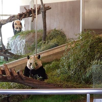 saizoum003's profile picture. パンダが大好きです😆
推し🐼は彩浜🌈彩浜をきっかけにパンダに夢中です🐼✨無言フォロー、いいね、お許しくださいm(_ _)m