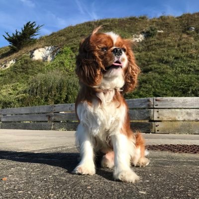 Live by the sea with Daddy, Barbell and the Boy. Often seen in coffee shops, pubs, cricket grounds and on a bike. #cavpack KC name Ellemich Sigered Euler