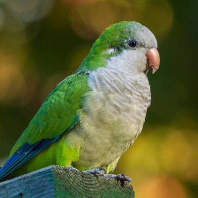 Quaker Parrots for Sale Near Me https://t.co/s3ur0WAmtr United States