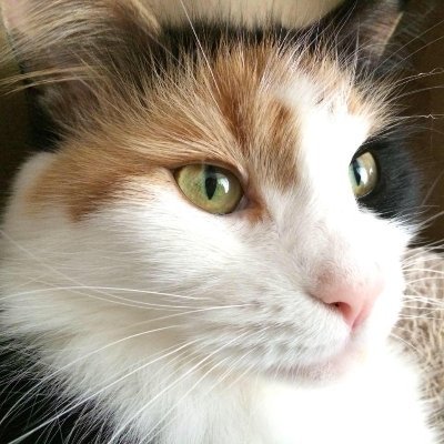 ⭐️アオキ 特価】【夏向け】セオα ライトシャークグレー セミフレア