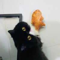 rivlin🐧 (@rivlin8781_) 's Twitter Profile Photo