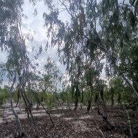 Van Tran ❤️ Memecoin (@vantran168) 's Twitter Profile