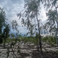 Van Nguyen ❤️ Memecoin (@vannguy120) 's Twitter Profile