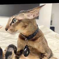 El Gato Muffin (@muffingato) 's Twitter Profile