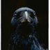 The Raven 666 (@MarkDav19158616) Twitter profile photo