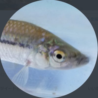 optimlwildriver's profile picture. 自然が好きな人(生物多様性),家庭菜園はビオトープ,妄想族／TV：鉄腕DASH,池の水全部抜く／fan＆応援：サバカナー,Uru輪,ICE,森川美穂,Hidenori,奈良Family,和泉宏隆,小笠原幸子,YukaAkatsu／icon：モツゴ／願：ボケたら拾って下さい
