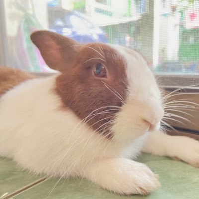 Evez_WP's profile picture. Pinez 🌟