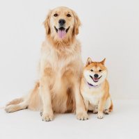 豆柴うに&ゴールデンレトリバーおから (@uni_okara0725) 's Twitter Profile Photo 豆柴うに&ゴールデンレトリバーおから (@uni_okara0725) 's Twitter Profile Photo