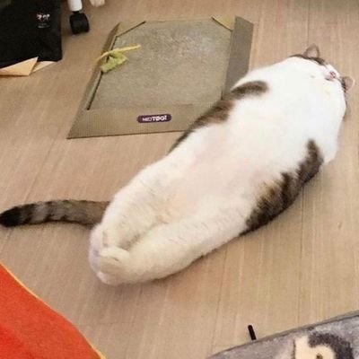 Rio16291761's profile picture. 犬派