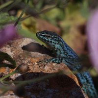 Alicia Bartolomé (@bartolomealici1) 's Twitter Profile Photo