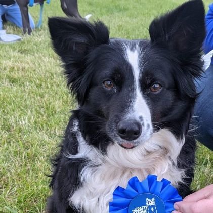 Animal lover. Mum to Jessie and Glen. Two incredible Border Collies both now sadly  OTRB 🌈 but they live forever in my heart 💖🐾