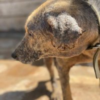 rescue animals center(@NalubegaAgnes12) 's Twitter Profile Photo