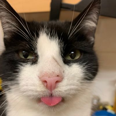 JoReeves1970's profile picture. Muppet and Hacker the dog fan. Crazy cat lady. Southerner living oop norf. Trust no one, not even me!