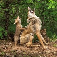 Yote Mom Squad (@yote_mom) 's Twitter Profile Photo Yote Mom Squad (@yote_mom) 's Twitter Profile Photo