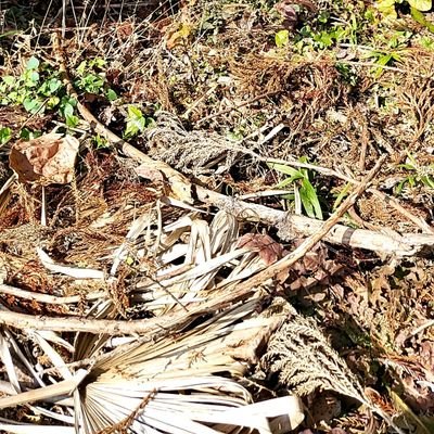 shura3037's profile picture. 毎日見て勉強