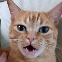 Mr. Rocha (@mrrochadev) 's Twitter Profile