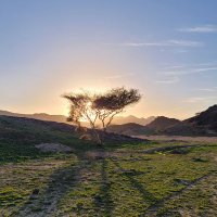 بندر (@bandaralahmadi1) Twitter profile photo