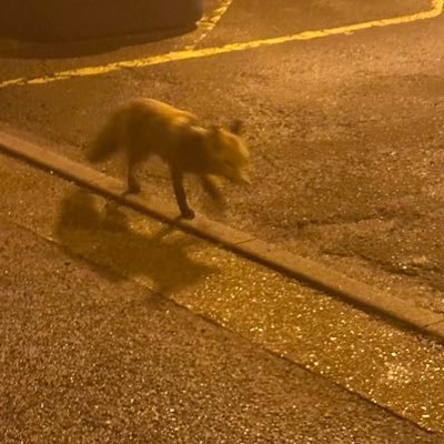 alexsw113767's profile picture. more follower than tweeter. cybersec,