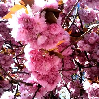 MissMirienna's profile picture. I'm a Surface/Textile Designer, I like to brighten dull interior objects with colourful patterns and textures from a variety of recycled sources.