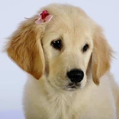 ItzRosebud01's profile picture. Taken irl. 
If you harass me, you will be blocked. Leaving this app soon