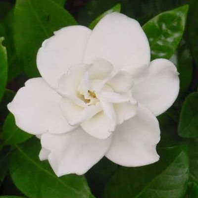 sawaira_13's profile picture. KGMC"26  

#medtwitter