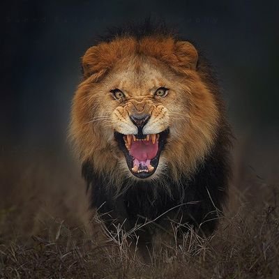 ojgrrd's profile picture. 