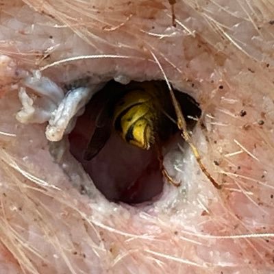 Current PhD research student in Forensic Entomology at Wolverhampton University. Mother of 4 (5 including husband). All views are my own.