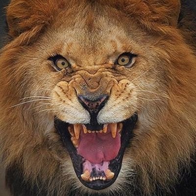 PPericici's profile picture. cijepljen od pizdarija, necijepljen od virusa