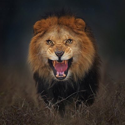 ceylonmusket's profile picture. 