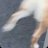 dogrunparty