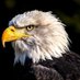 mayank sharma (@mayank20eagle) Twitter profile photo mayank sharma (@mayank20eagle) Twitter profile photo