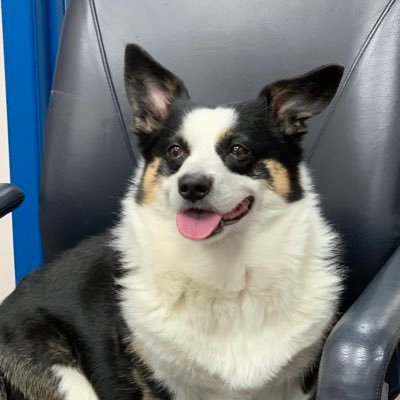 Hello! I am an adorable Cardigan Welsh Corgi. Tasty treats and warm cuddles are always welcome.