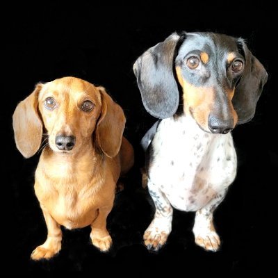 🐾Lena the Dachshund & Brofur Ace Doxie🐾