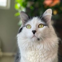 MrsXmm (@kittncommander) 's Twitter Profile Photo MrsXmm (@kittncommander) 's Twitter Profile Photo