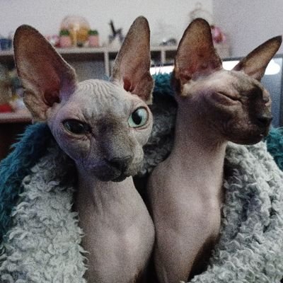 2 smol suede-y ladies living in the UK 😺😸
Adopted from Woodgreen Jan 2023 @WoodgreenPets #AdoptDontShop
#CatsOfTwitter #SphynxCats 
Staff: @_rhichu_💜🐾